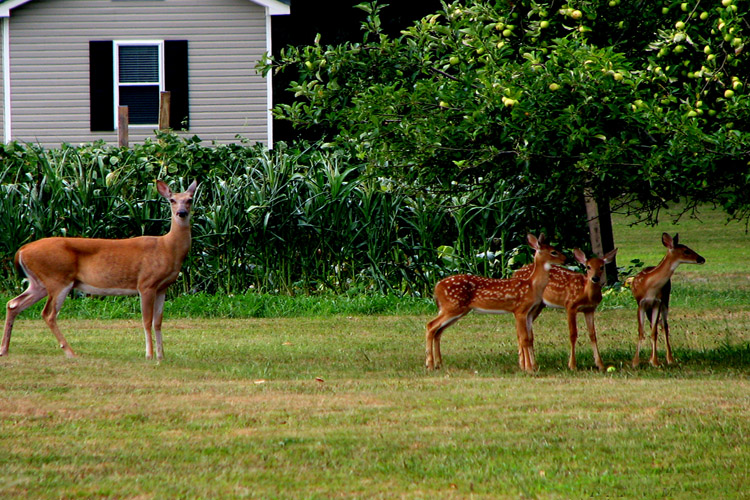 Delaware County Deer Management