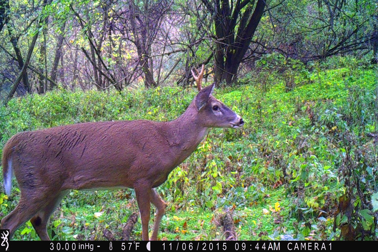 Deer Control Delaware County PA